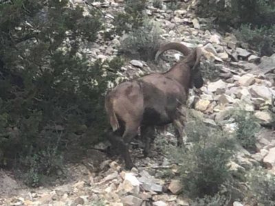 New Mexico Barbary Sheep Hunting Outfitter