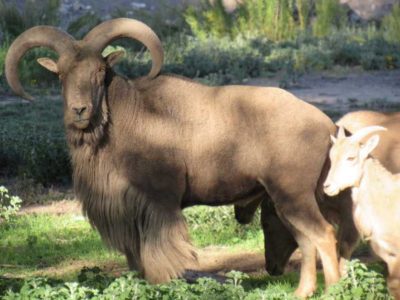New Mexico Barbary Sheep Hunts