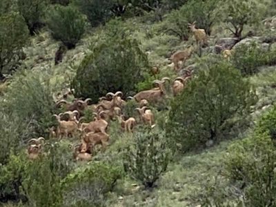 New Mexico Barbary Sheep Hunting Outfitter