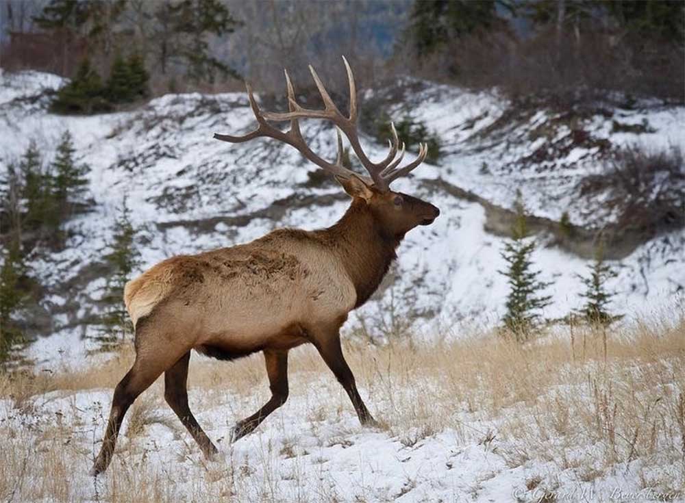 New Mexico Elk Hunting Monster Elk Up to 400" Bulls