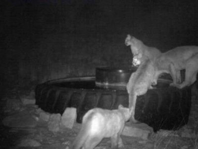 new mexico mountain lion hunting
