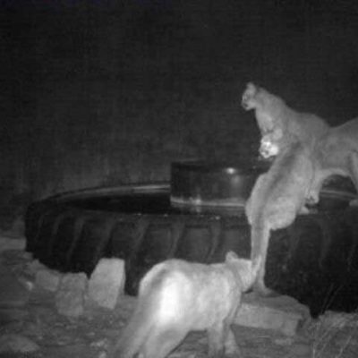 new mexico mountain lion hunting