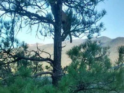 new mexico mountain lion hunting in tree