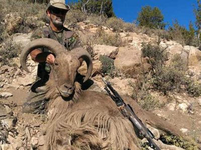 nm barbary sheep outfitter