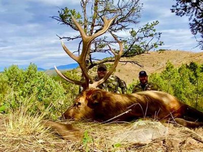 new mexico rifle elk hunting
